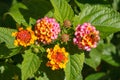 Pink and yellow lantana flowers blooming in summer garden, close up