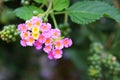 Pink and Yellow Lantana Flowers Royalty Free Stock Photo