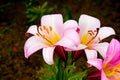 Pink and yellow lily blossoms. Royalty Free Stock Photo