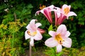 Pink and yellow lily blossoms. Royalty Free Stock Photo