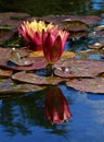 Pink and yellow lily pad flower Royalty Free Stock Photo