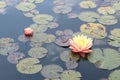 Pink-yellow lily in the water. Beautiful water lily and leaves in a garden pond close-up Royalty Free Stock Photo