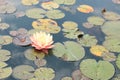 Beautiful water lily and leaves in a garden pond close-up Royalty Free Stock Photo