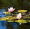 Pink and yellow Lotus with leafs water lily, water plant  in a pond Royalty Free Stock Photo