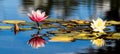 Pink and yellow Lotus with leafs water lily, water plant with reflection in a pond against blue ski Royalty Free Stock Photo