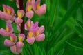Pink and yellow lupine flower on a green background in the garden. Stock Photo Royalty Free Stock Photo