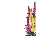 Pink and yellow lupines flowers with leaves. A spring decorative bouquet. Royalty Free Stock Photo