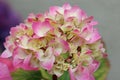 Pink and yellow mophead Hydrangea flowers in close up Royalty Free Stock Photo