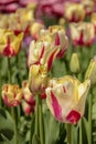 Pink and yellow multi-colored tulips against green foliage Royalty Free Stock Photo