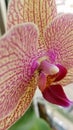 Pink and yellow orchid