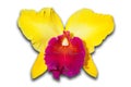 Pink and yellow Orchid Royalty Free Stock Photo