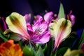 Pink and yellow Oriental Lily Royalty Free Stock Photo