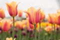 Pink and Yellow Pastel Tulip Field Holland Michigan Royalty Free Stock Photo