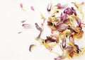 Pink and yellow petals of flowers on white background Royalty Free Stock Photo