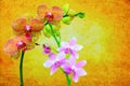 Pink and yellow phalaenopsis orchids on abstract grunge backdrop Royalty Free Stock Photo