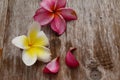 Pink Yellow Plumeria Flowers. Royalty Free Stock Photo