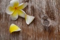 Pink Yellow Plumeria Flowers. Royalty Free Stock Photo