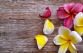 Pink Yellow Plumeria Flowers. Royalty Free Stock Photo