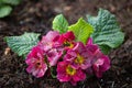 Pink and yellow primrose growing in spring garden in may