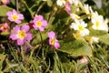 Primroses Royalty Free Stock Photo