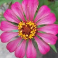 Pink yellow red flower beauty nature outdoor daisy
