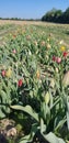 Rows of Tulips in Field Royalty Free Stock Photo