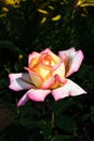 Pink yellow rose Royalty Free Stock Photo