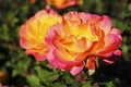 Pink and Yellow Rose Blooming