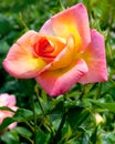 Pink and yellow rose blossom