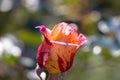 Pink yellow rose close up. Rose bud in bloom Royalty Free Stock Photo