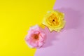 pink and yellow rose flower head on the line of separation of pink and yellow parts of the background Royalty Free Stock Photo