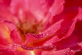 Pink yellow rose flower petals with dew drops. Macro flowers background for holiday design Royalty Free Stock Photo