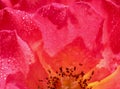 Pink yellow rose flower petals with dew drops. Macro flowers background for holiday design Royalty Free Stock Photo