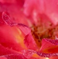 Pink yellow rose flower petals with dew drops. Macro flowers background for holiday design Royalty Free Stock Photo