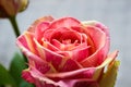 Pink-yellow rose flower