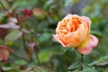 Pink and Yellow rose Royalty Free Stock Photo