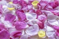 Pink and yellow rose petals with dew drops. Floral background. Ingredients for natural cosmetics. Top view. Royalty Free Stock Photo