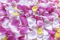 Pink and yellow rose petals with dew drops. Floral background. Ingredients for natural cosmetics. Top view Royalty Free Stock Photo