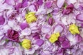 Pink and yellow rose petals. Floral background. Ingredients for natural cosmetics and oils. Tea Rose.Top view Royalty Free Stock Photo