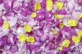 Pink and yellow rose petals. Floral background. Ingredients for natural cosmetics and oils. Tea Rose.Top view Royalty Free Stock Photo