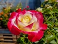 Pink yellow rose single flower closeup, spring romantic plant Royalty Free Stock Photo