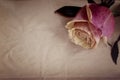 Pink-yellow rose on the slate dark-grey background. Top view. Vintage. Royalty Free Stock Photo