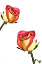 Pink and Yellow Roses