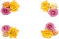 Pink and yellow roses