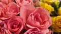 pink yellow roses beautiful flowers petals bouquet,plant variety