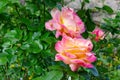 pink yellow roses Royalty Free Stock Photo