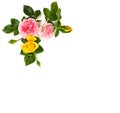 Pink and yellow roses shrub rose on a white background with space for text. Top view, flat lay Royalty Free Stock Photo