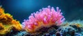 Pink and Yellow Sea Anemone on Coral Royalty Free Stock Photo