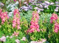 Pink and yellow snapdragon flowers