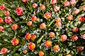 Pink and yellow spring tulips in Amsterdam beginning to flourish seen from a top view perspective from above